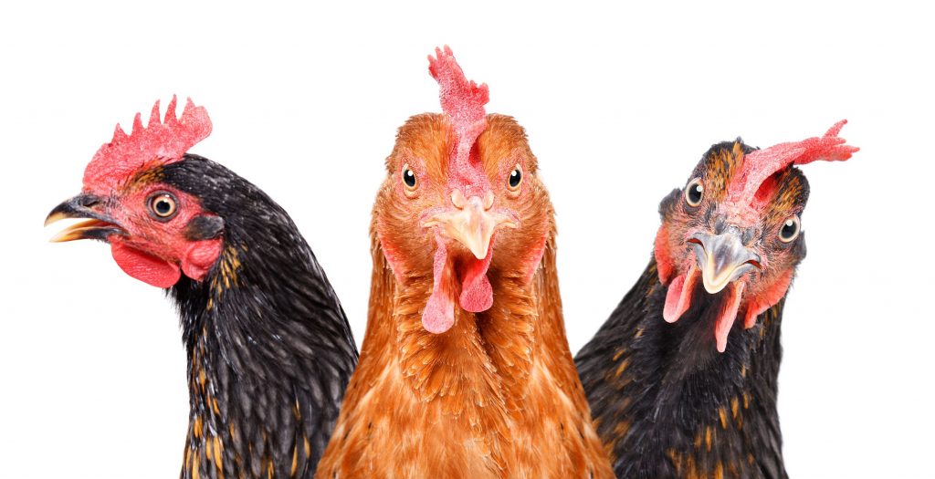 De Rode Vogelmijt Of bloedluis Veel Meer Dan Enkel Een Lastig